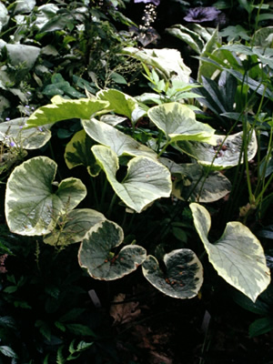 Hosta Hadspen Cream